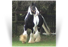 Clononeen Poitin